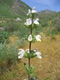Смотреть изображение Phlomoides labiosa
