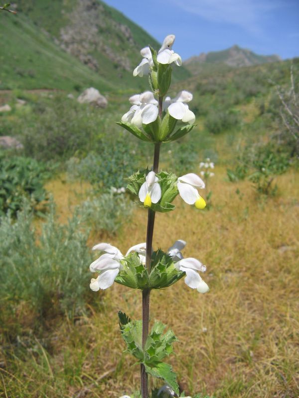 Image of Phlomoides labiosa specimen.