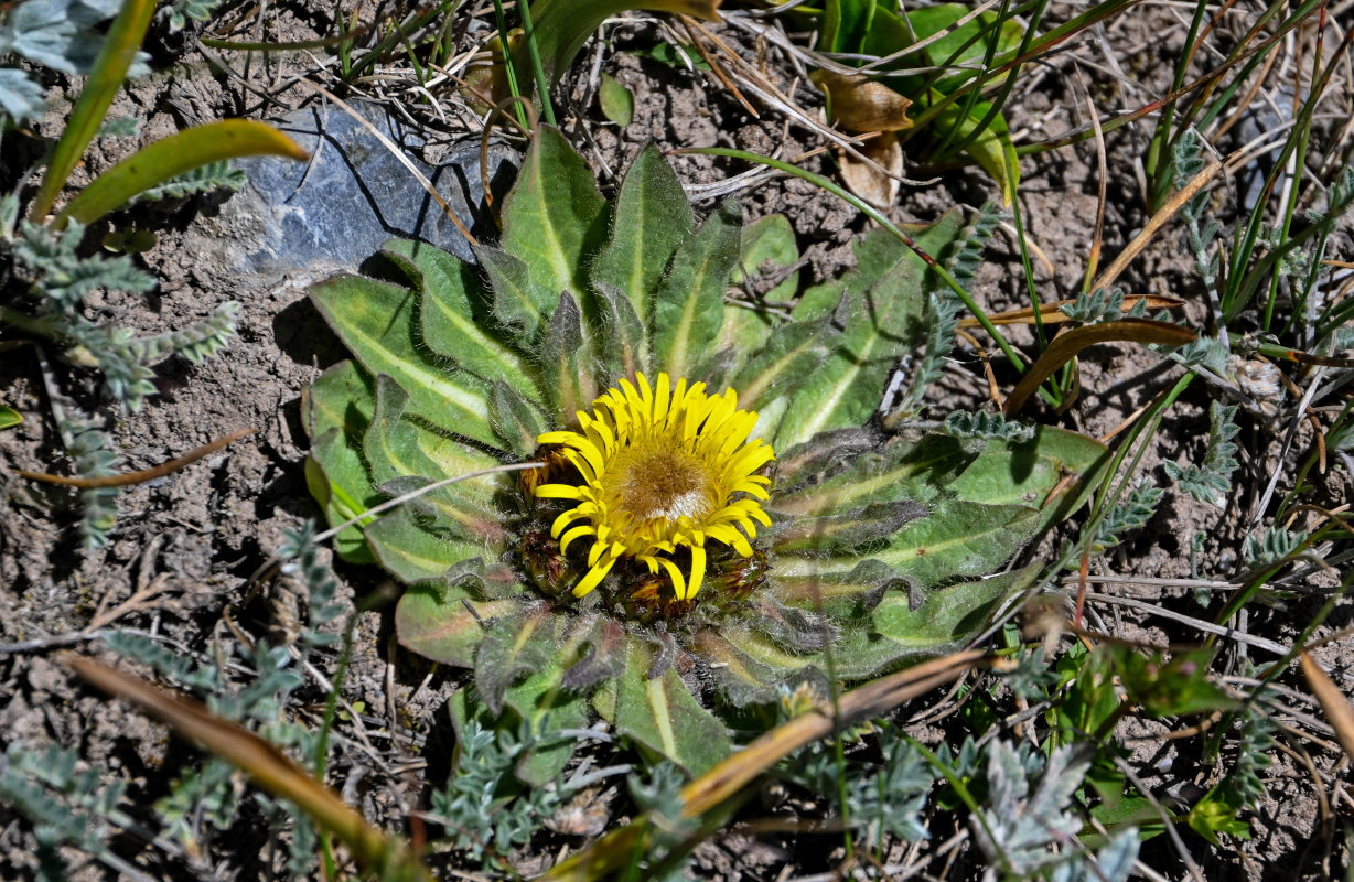 Изображение особи Inula rhizocephala.