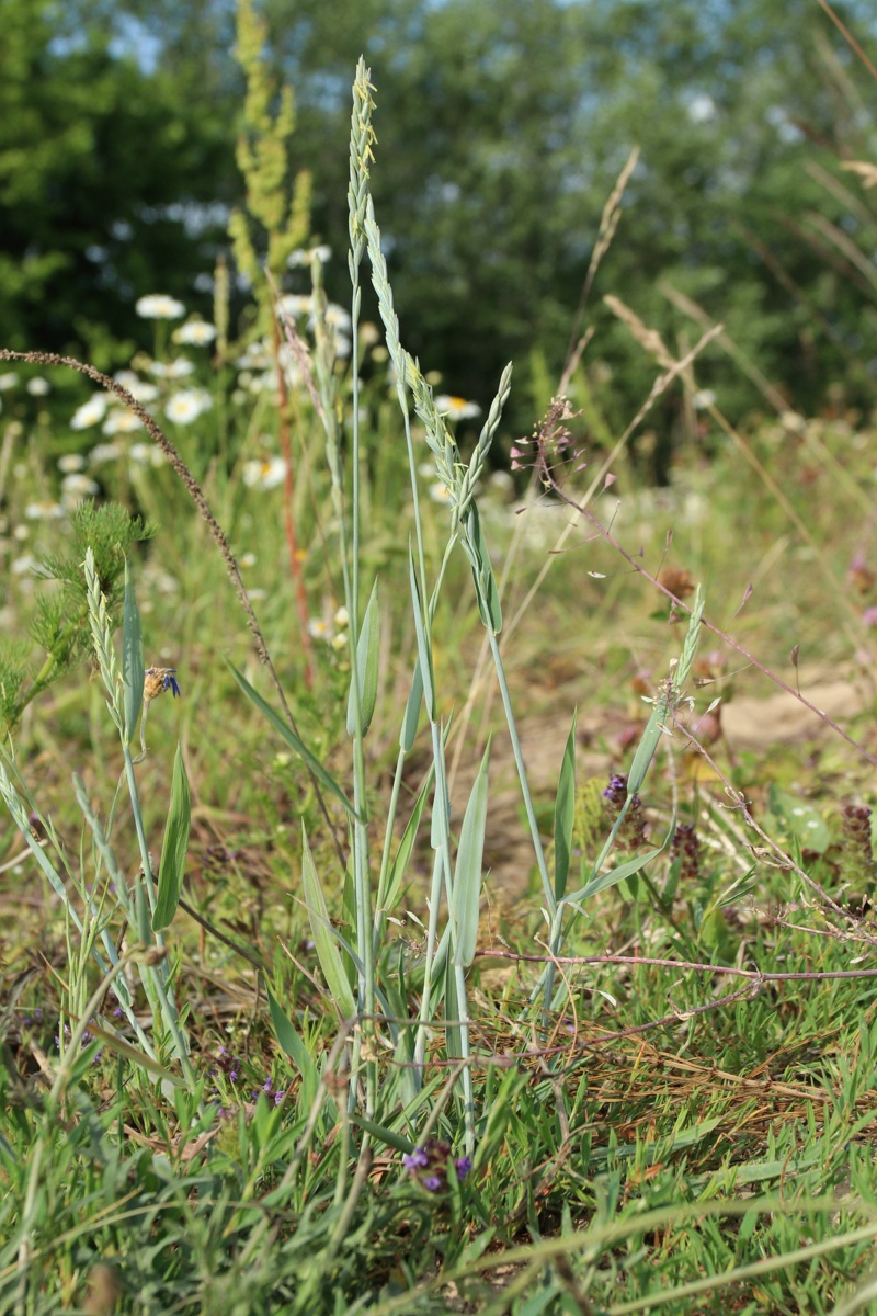 Image of Elytrigia repens specimen.