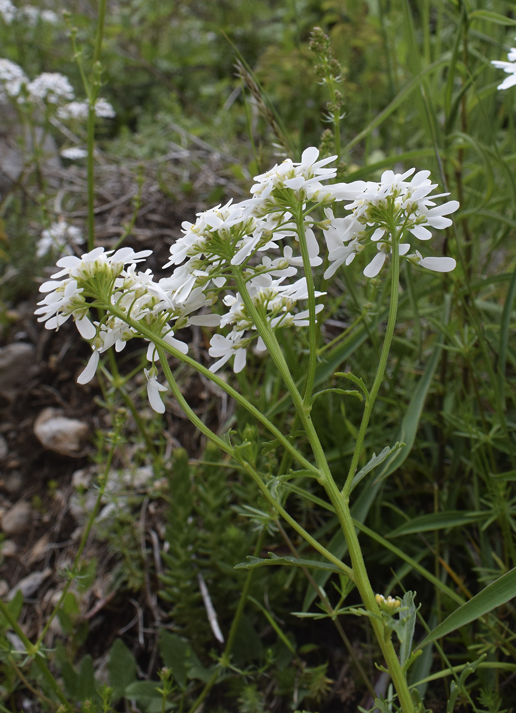 Image of Iberis amara specimen.