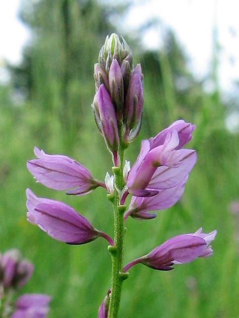 Image of Polygala wolfgangiana specimen.