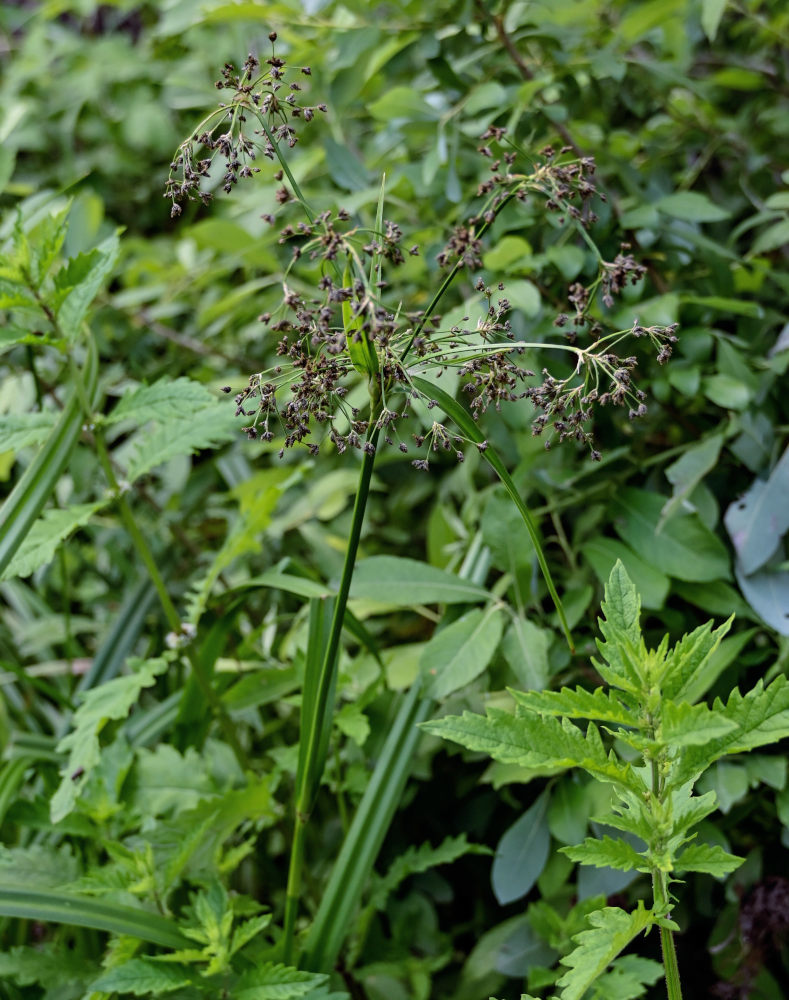 Image of Scirpus sylvaticus specimen.