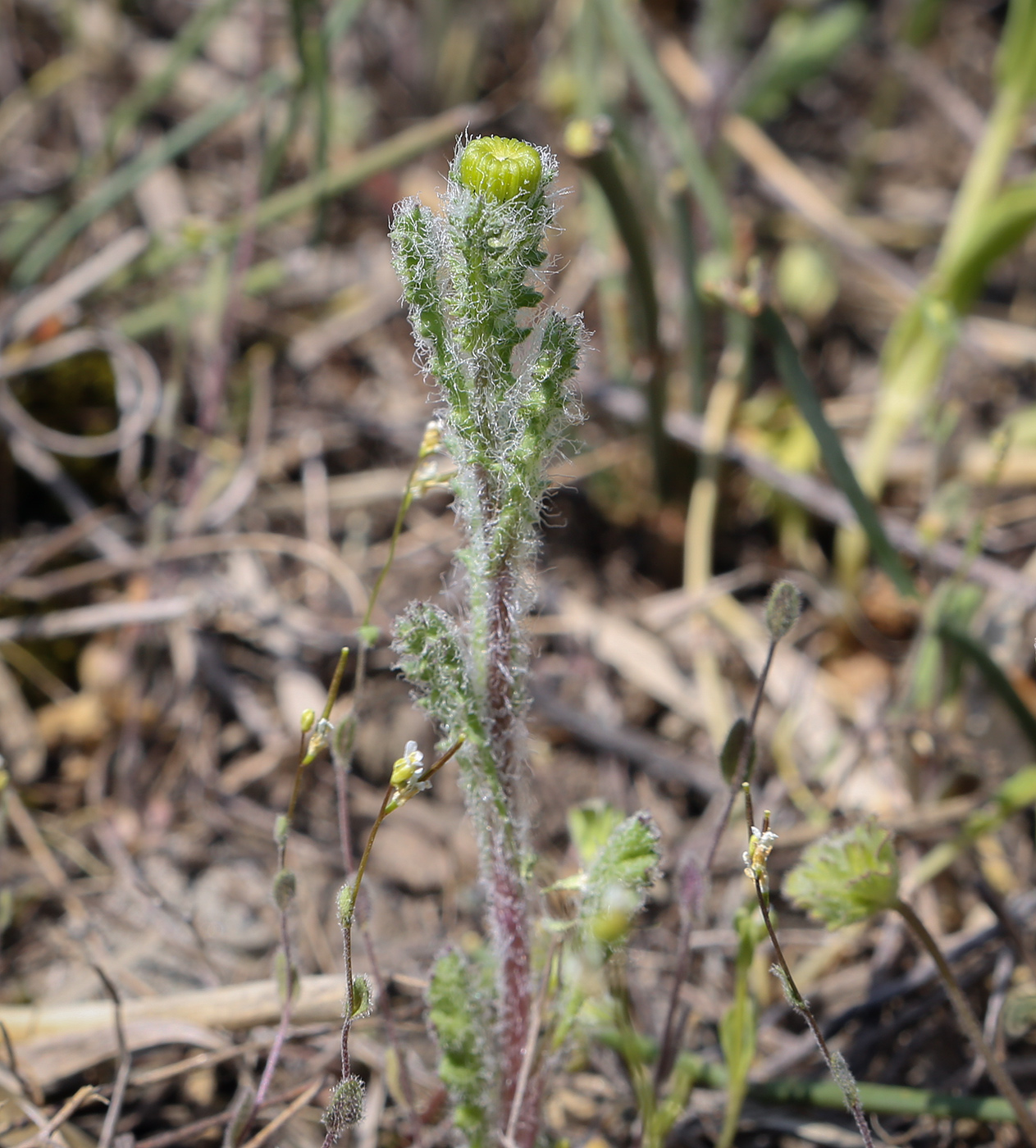 Image of Senecio vernalis specimen.