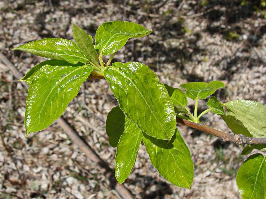 Image of Populus suaveolens specimen.