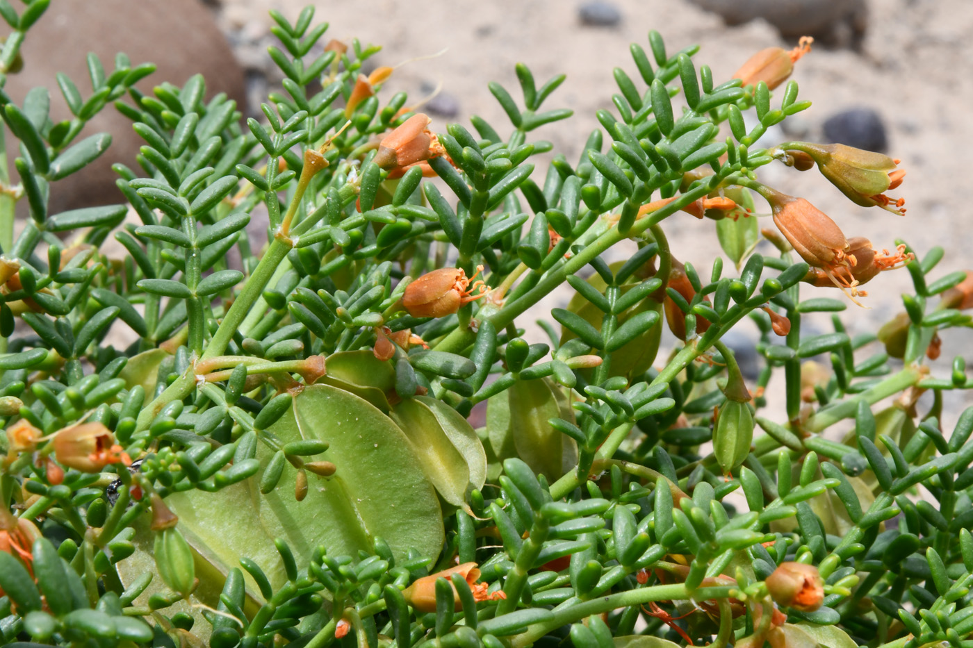 Image of Zygophyllum kegense specimen.