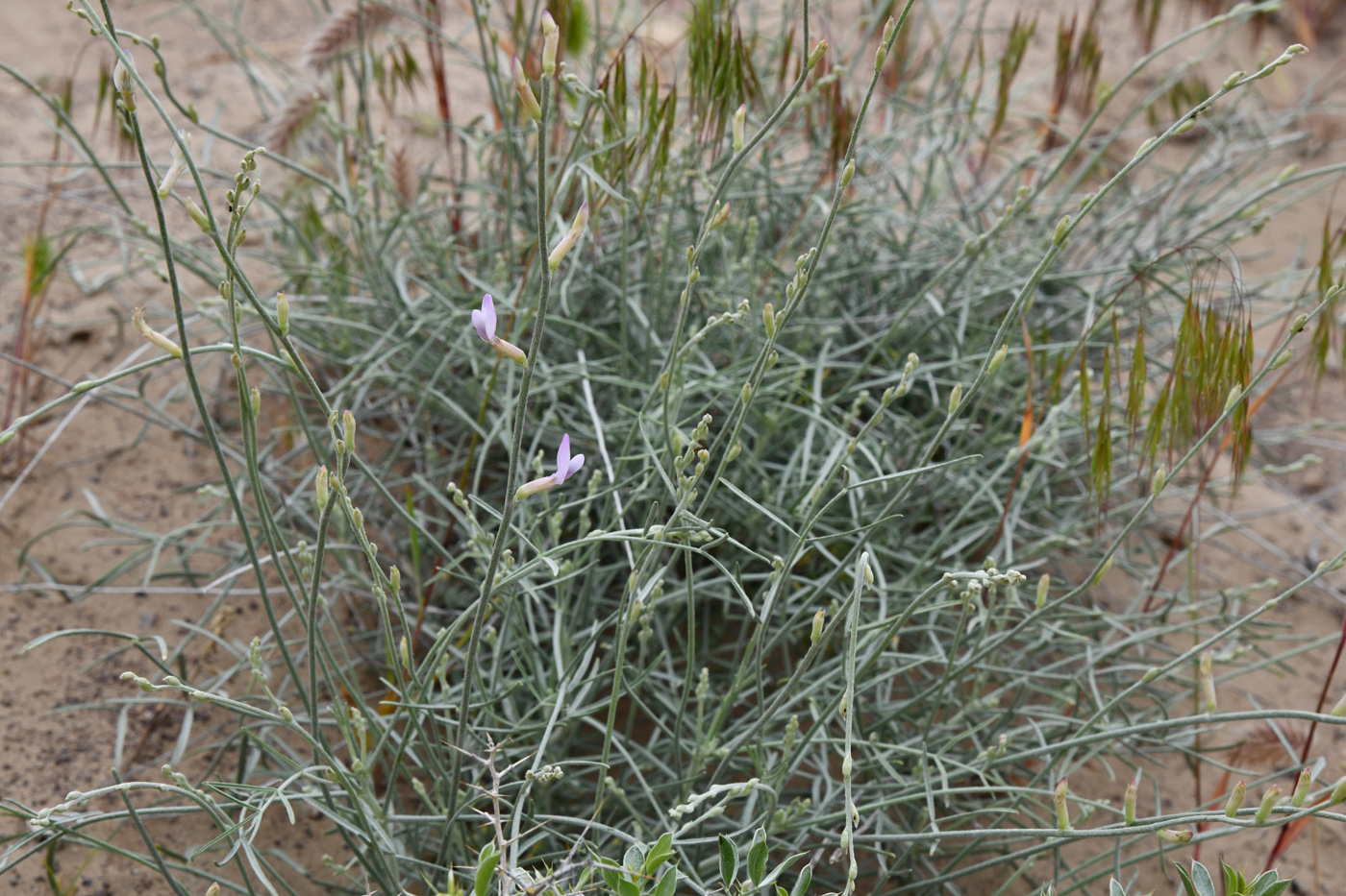 Image of Astragalus sogotensis specimen.