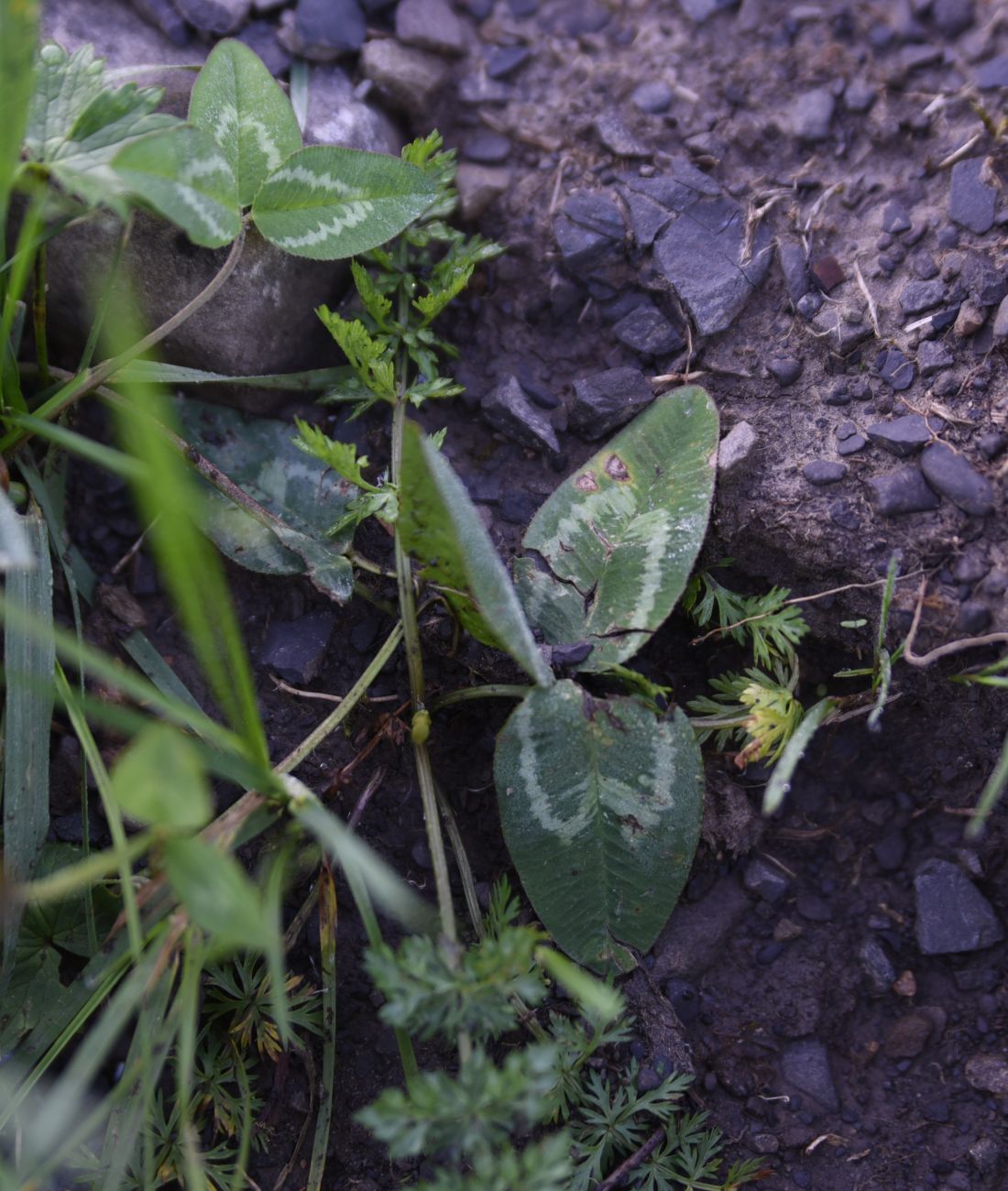 Image of genus Trifolium specimen.