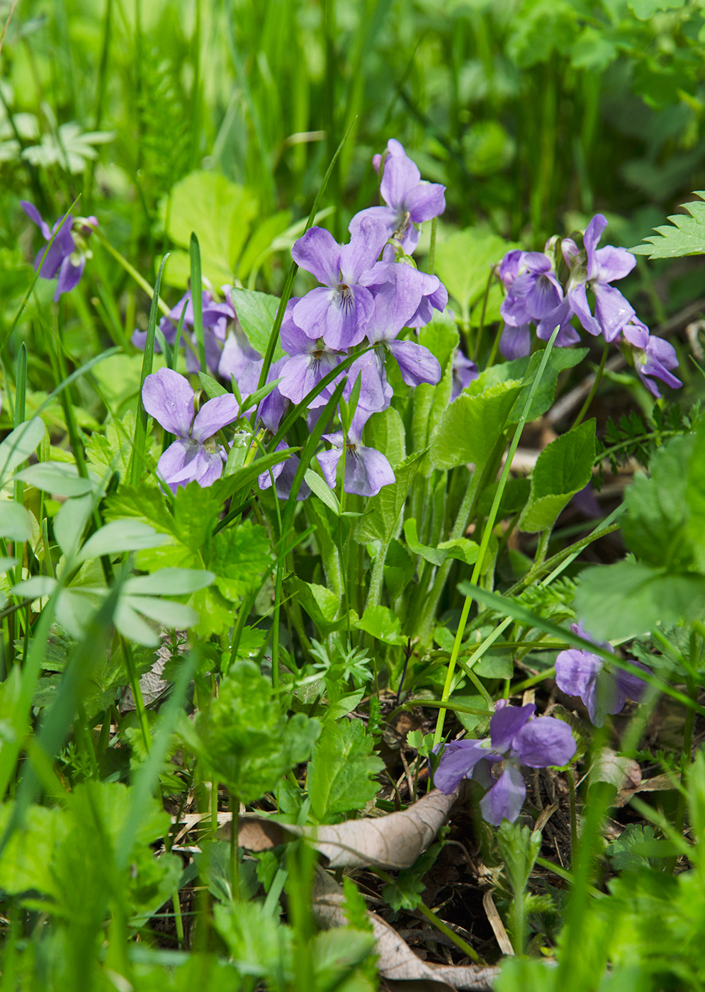 Изображение особи род Viola.