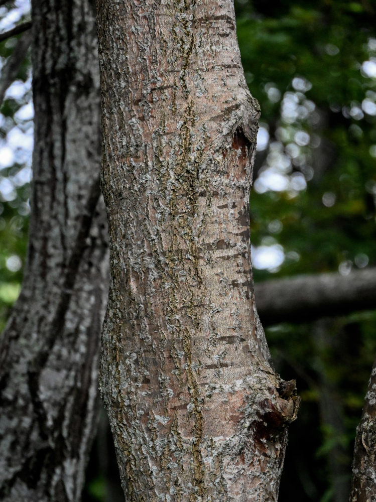 Изображение особи род Fraxinus.