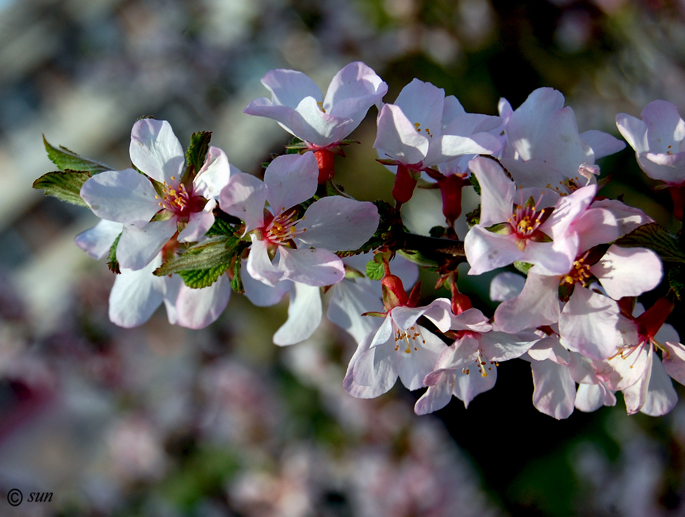 Image of Cerasus tomentosa specimen.