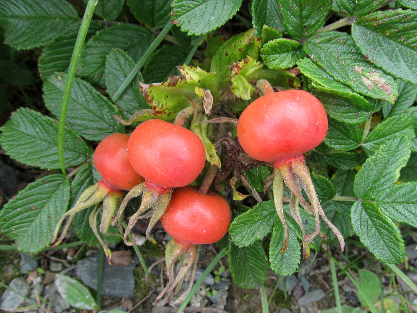 Image of Rosa rugosa specimen.