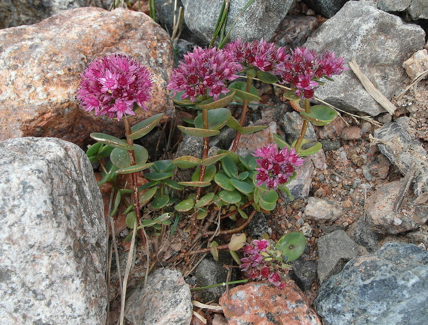 Image of Hylotelephium ewersii specimen.