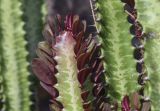 Euphorbia trigona. Верхушка и средняя часть побегов. Испания, автономное сообщество Каталония, провинция Жирона, комарка Баш-Эмпорда, муниципалитет Палафружель, ботанический сад \"Кап-Роч\". 27.10.2024.