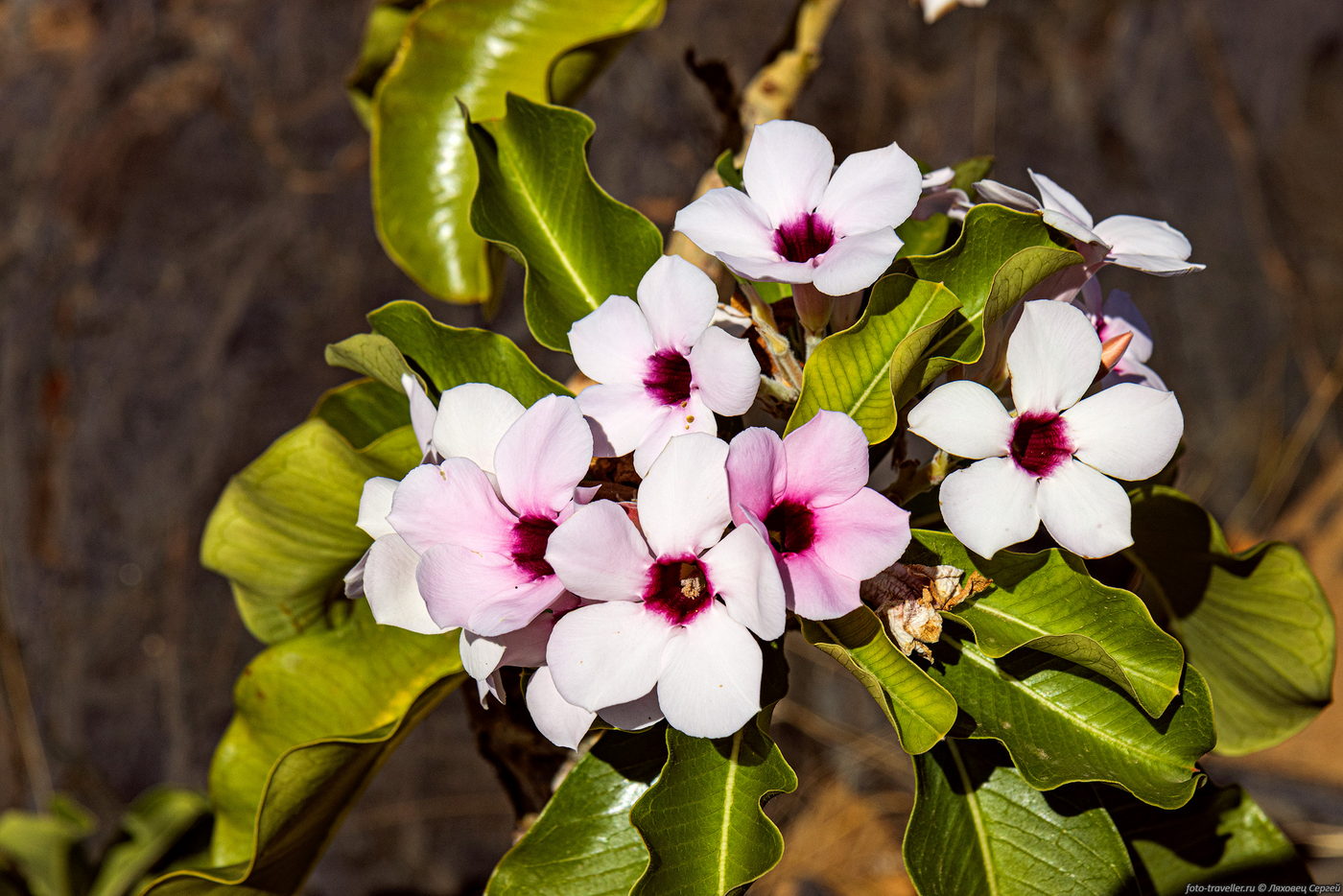 Image of genus Adenium specimen.