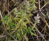 род Thymus. Верхушка цветущего растения. Липецкая обл., Данковский р-н, 150 м от Камня Кудеяра, правый берег р. Дон, степь. 2 августа 2024 г.