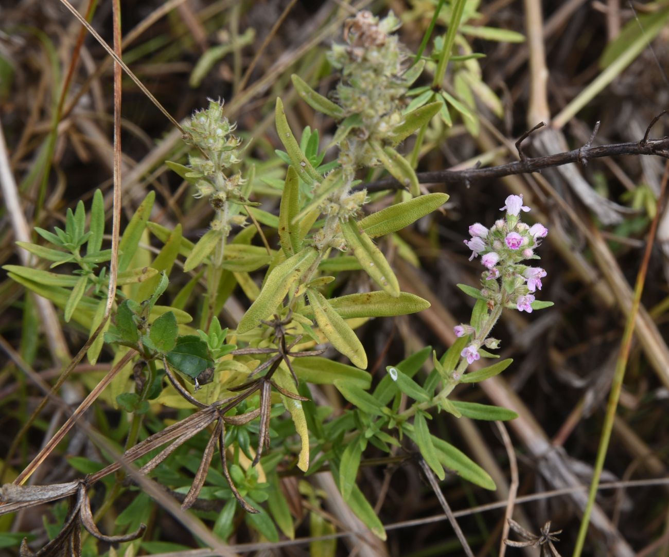 Изображение особи род Thymus.