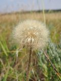 Taraxacum serotinum. Соплодие со спелыми семянками. Ульяновская обл., Мелекесский р-н, окр. с. Вишенка, остепнённый правый береговой склон р. Бирля. 29.07.2023.