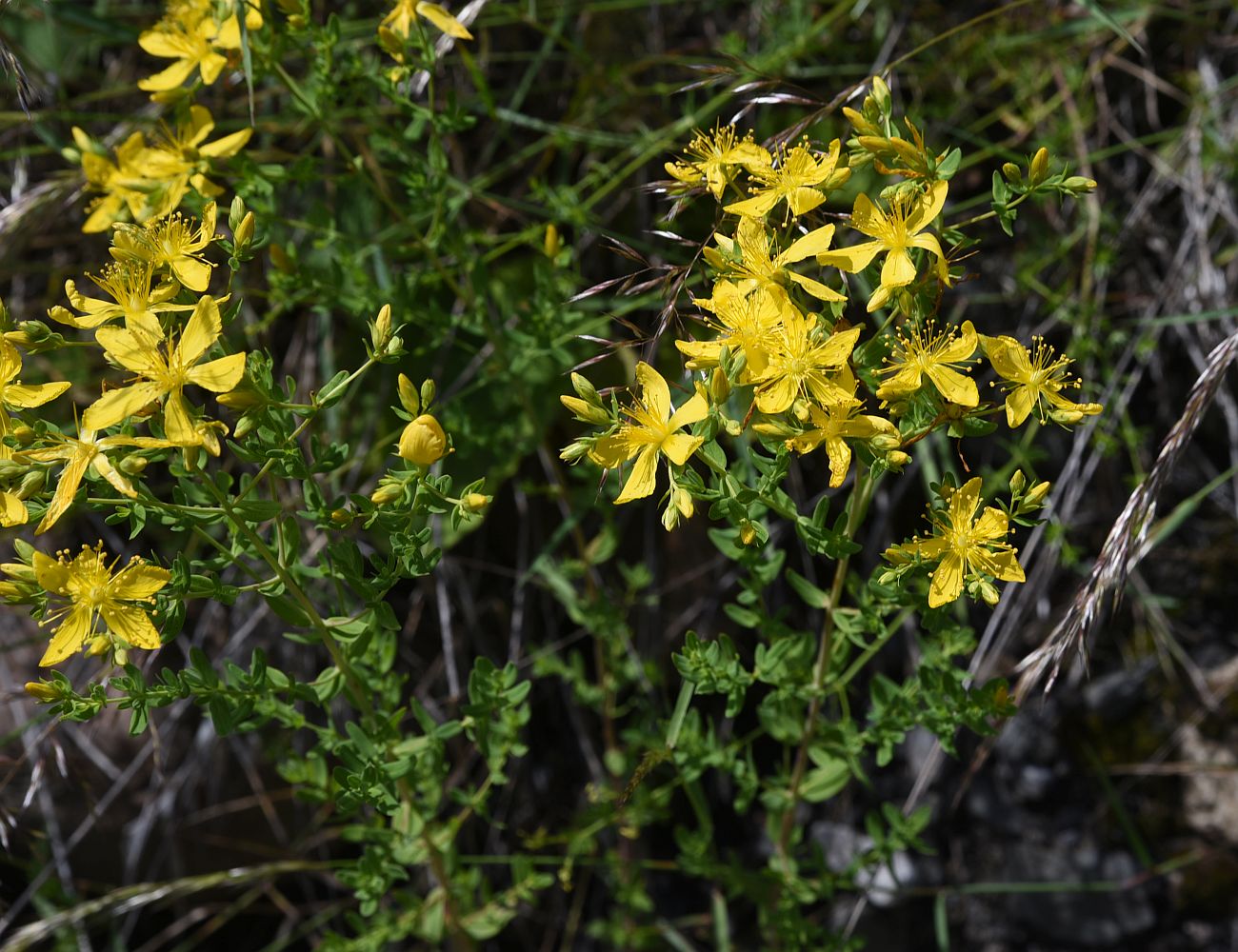 Изображение особи Hypericum perforatum.