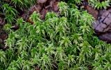 genus Sphagnum