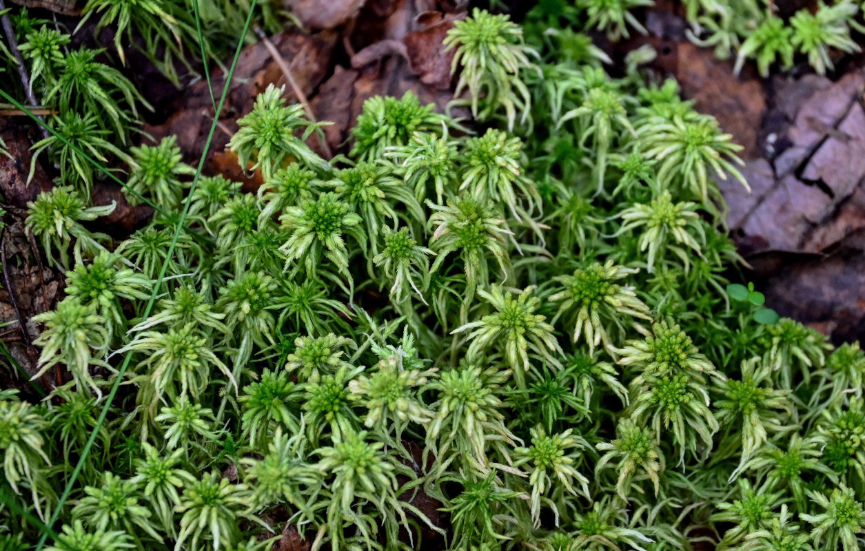 Изображение особи род Sphagnum.