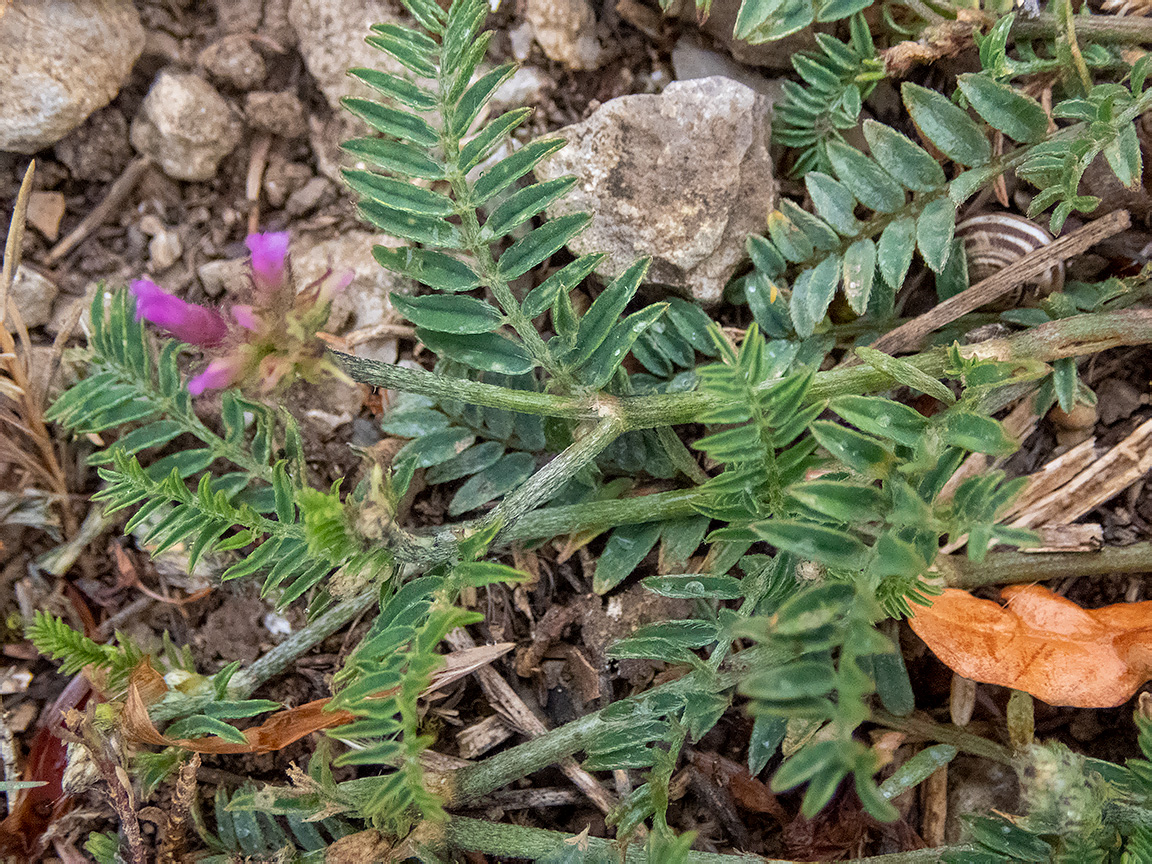 Изображение особи Astragalus onobrychis.