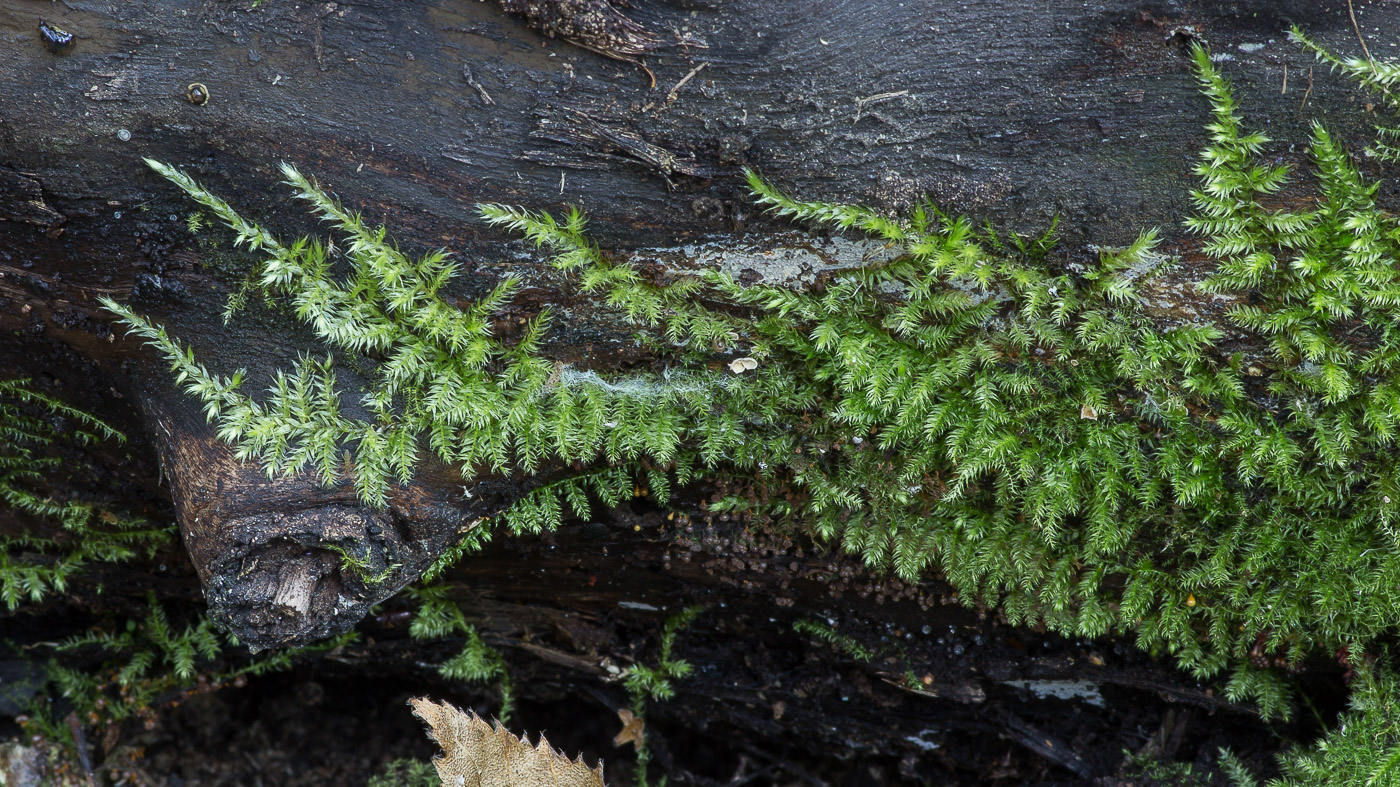 Image of familia Brachytheciaceae specimen.