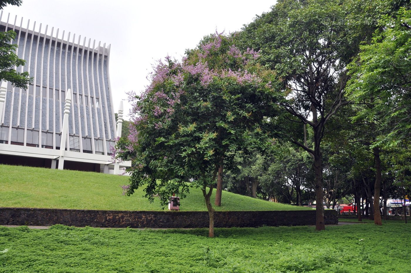 Image of Lagerstroemia speciosa specimen.