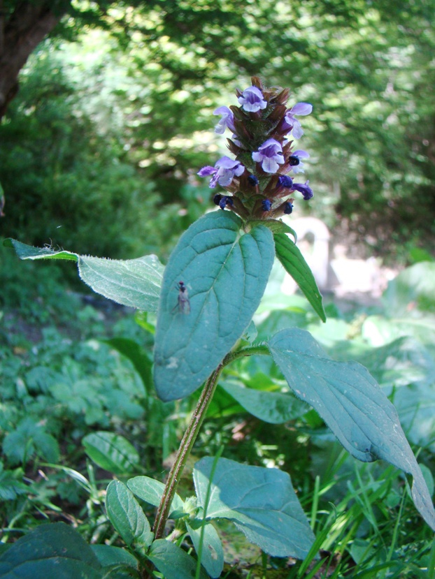 Image of Prunella vulgaris specimen.