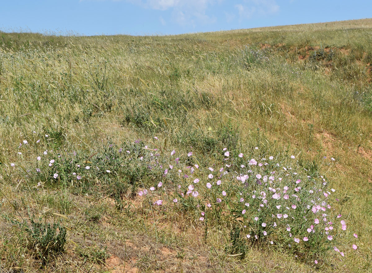 Изображение особи Convolvulus subhirsutus.