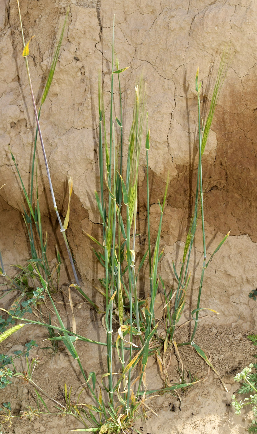 Image of Hordeum spontaneum specimen.