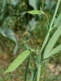 Lathyrus cicera