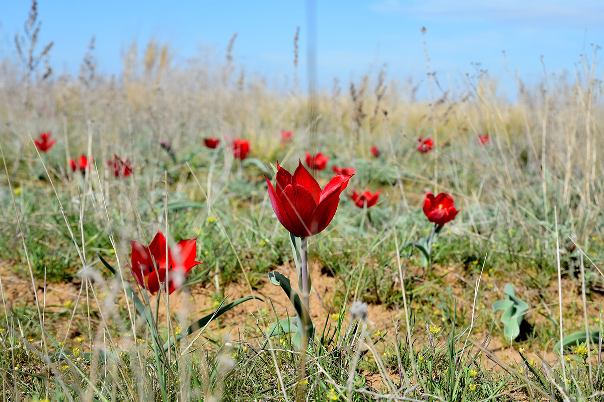 Изображение особи Tulipa suaveolens.