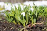 View full-size image genus Galanthus