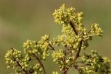 View full-size image Thalictrum lucidum