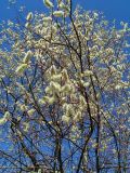 Salix rorida. Ветви с мужскими серёжками. Алтай, Шебалинский р-н, с. Камлак. 24.04.2009.