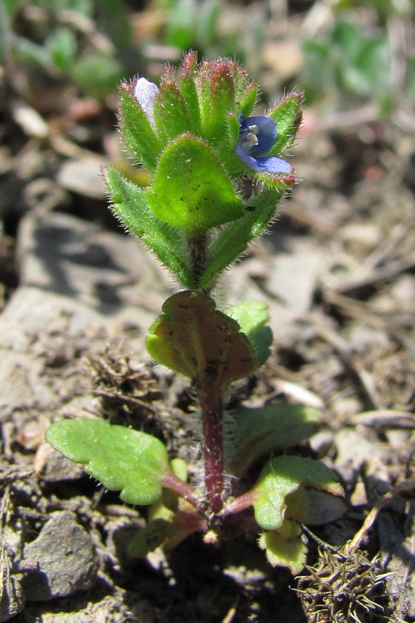 Изображение особи Veronica arvensis.