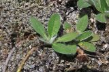 View full-size image Pilosella officinarum