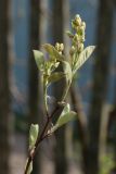 View full-size image Amelanchier spicata