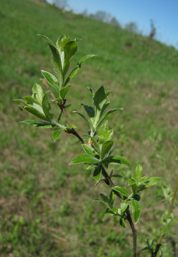 Image of Salix &times; puberula specimen.