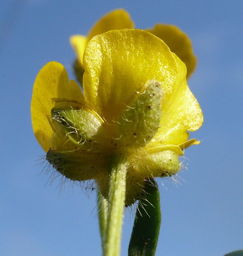 Изображение особи Ranunculus submarginatus.