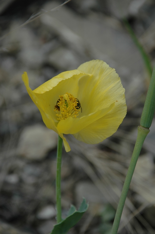 Image of Glaucium fimbrilligerum specimen.