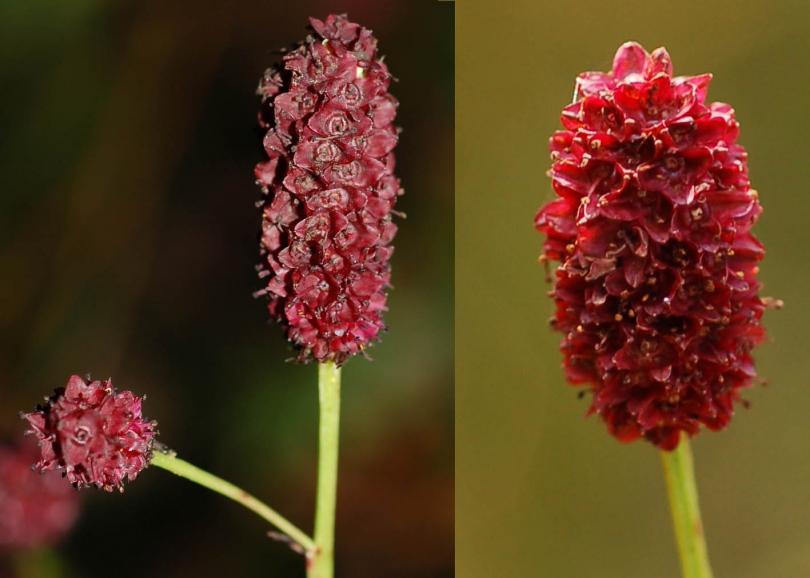 Изображение особи Sanguisorba officinalis.