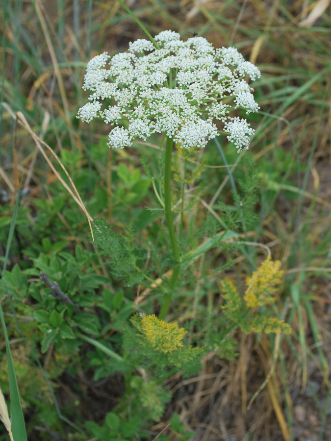 Image of Schrenkia golickeana specimen.