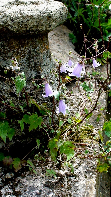 Изображение особи Campanula armena.