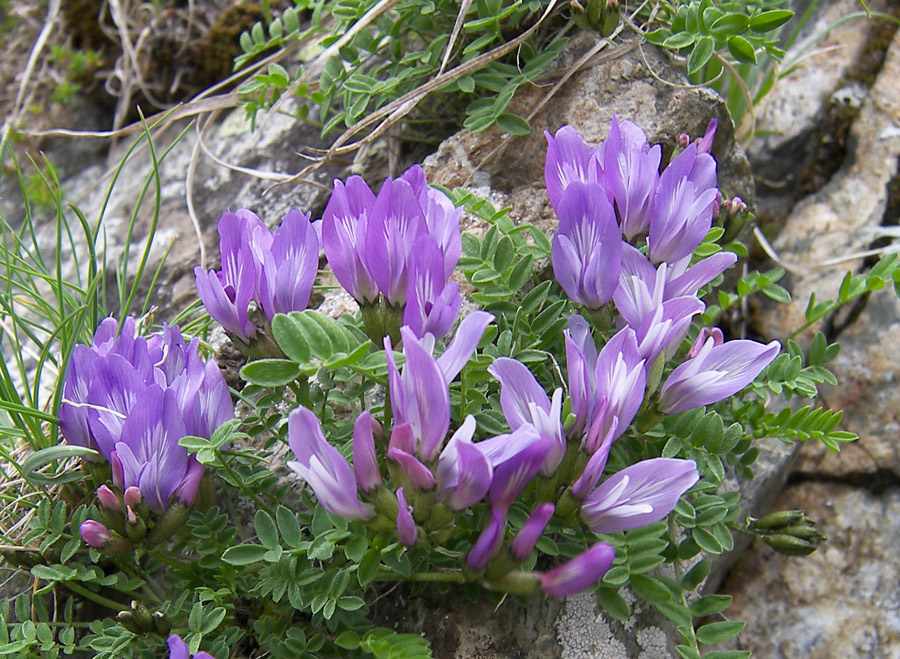 Изображение особи семейство Fabaceae.