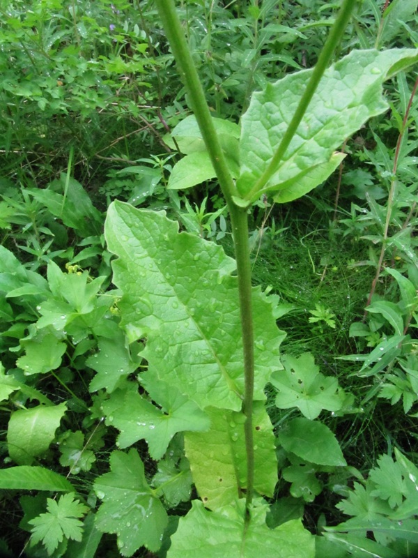 Image of Crepis sibirica specimen.