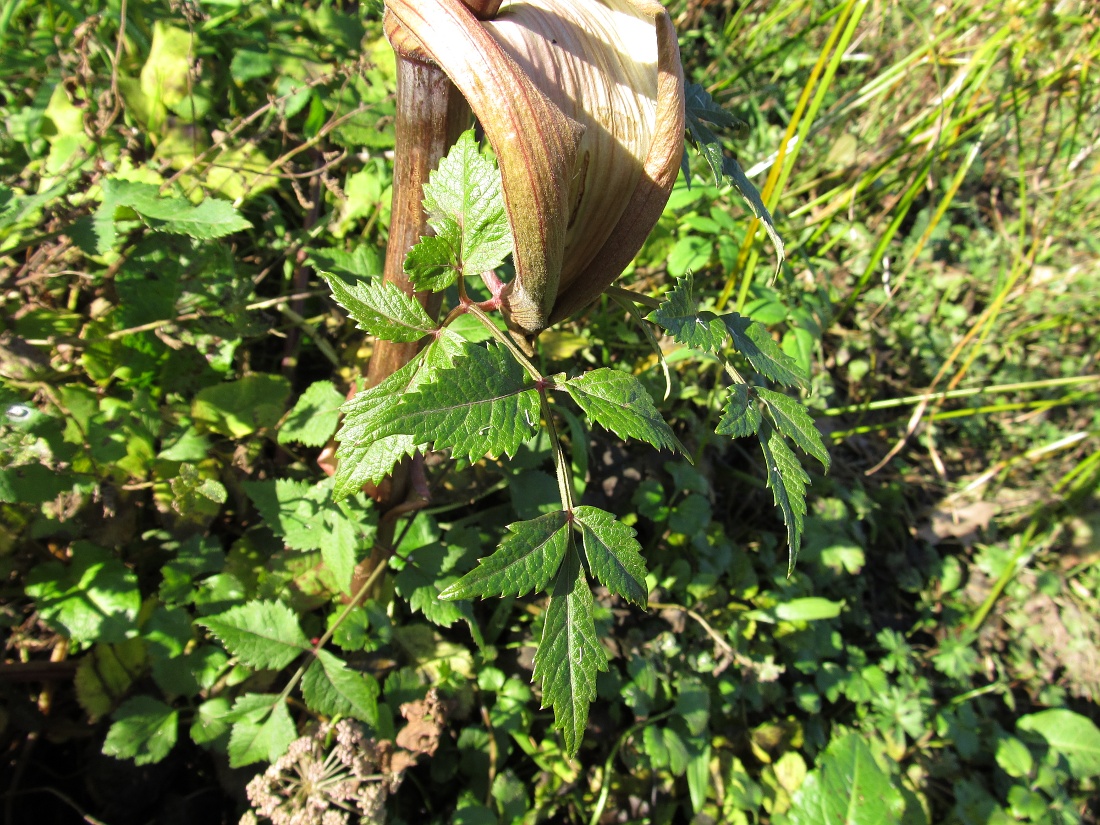 Изображение особи семейство Apiaceae.