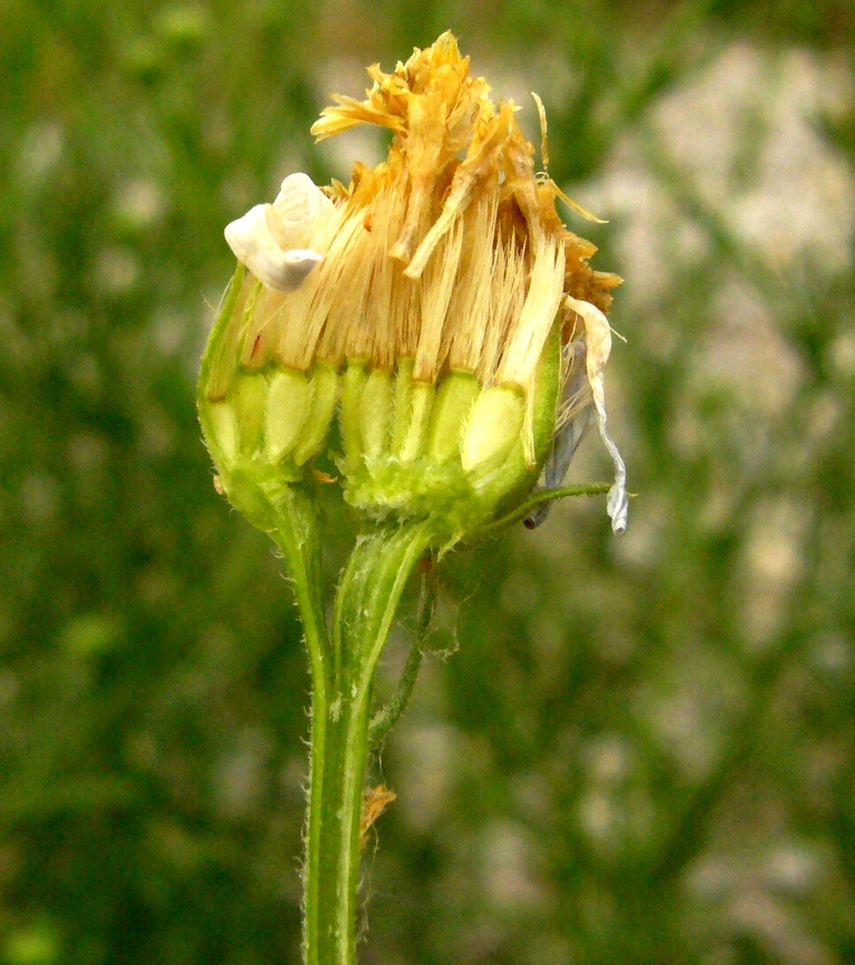 Изображение особи Heteropappus canescens.