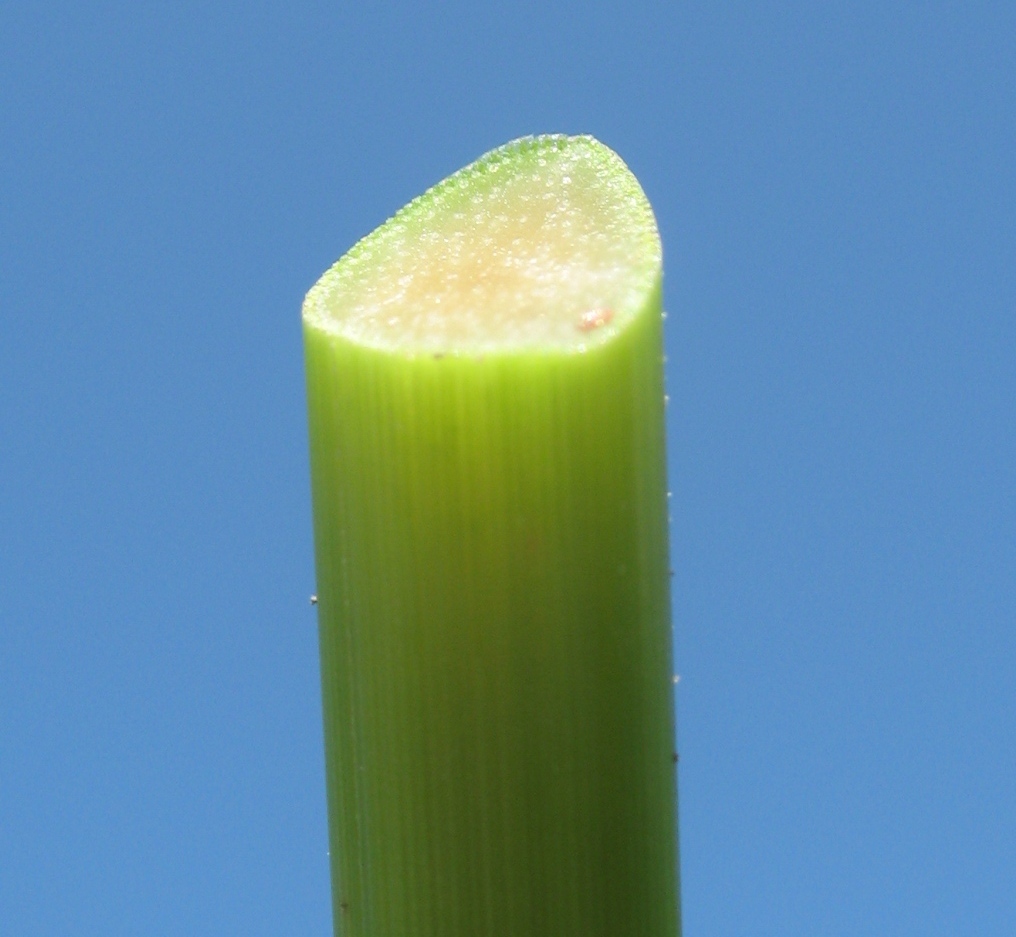 Image of Cyperus eragrostis specimen.